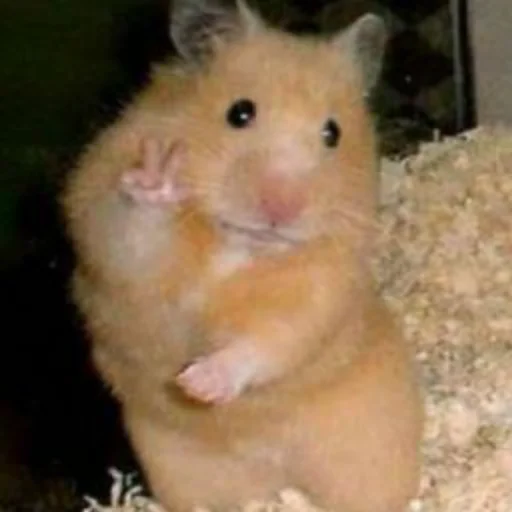 🐹 Стикер «Hamster Kiana» для Telegram