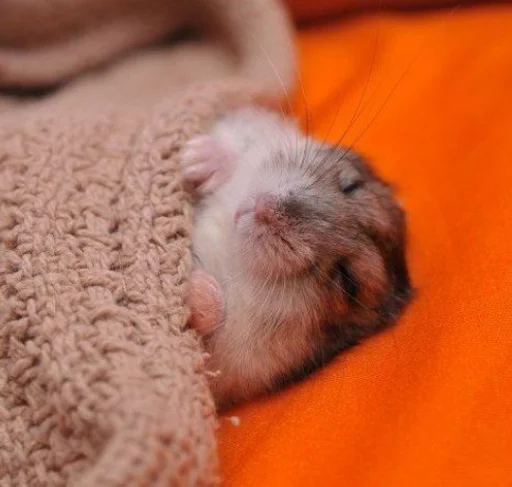 🐹 Стикер «Hamster Kiana» для Telegram