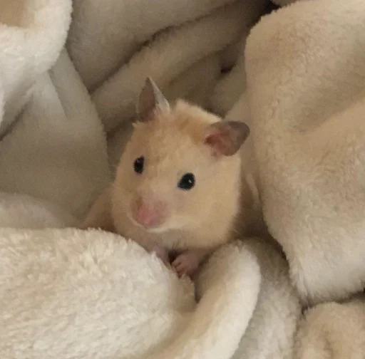 🐹 Стикер «Hamster Kiana» для Telegram