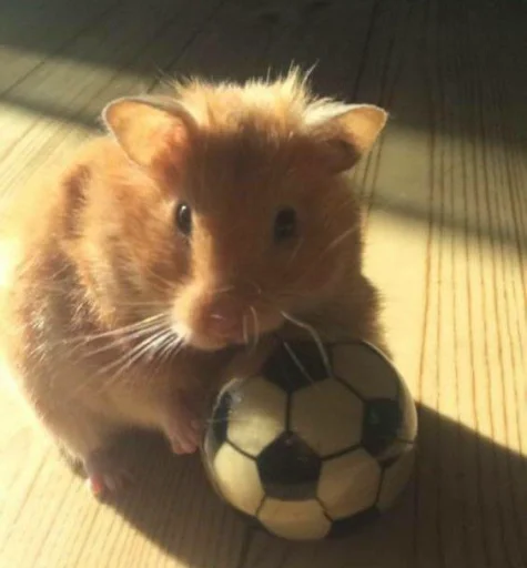 🐹 Стикер «Hamster Kiana» для Telegram