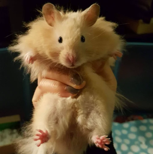 🐹 Стикер «Hamster Kiana» для Telegram