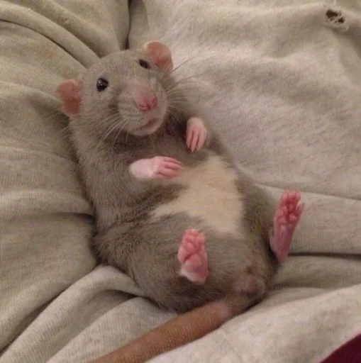 🐹 Стикер «Hamster Kiana» для Telegram