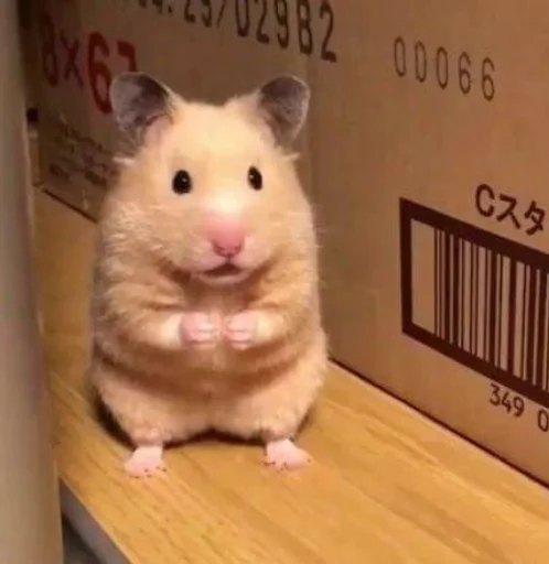 🐹 Стикер «Hamster Kiana» для Telegram