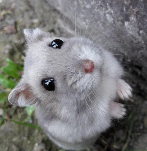 🐹 Стикер «Hamster Kiana» для Telegram