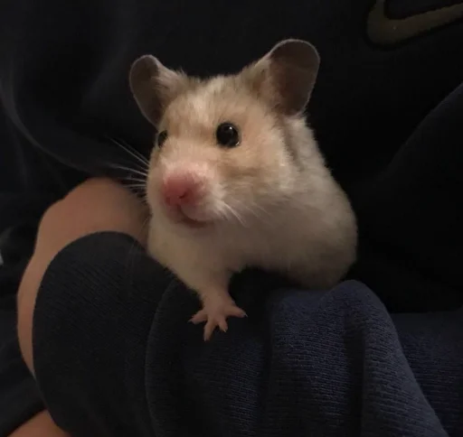 🐹 Стикер «Hamster Kiana» для Telegram
