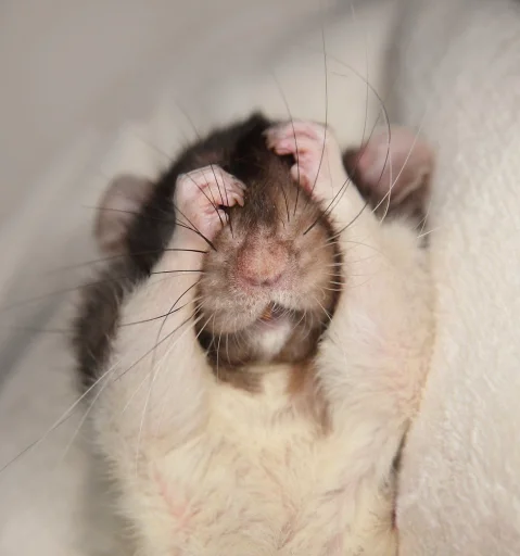 🐹 Стикер «Hamster Kiana» для Telegram