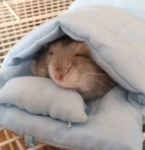 Стикерпак Hamster Kiana для Telegram