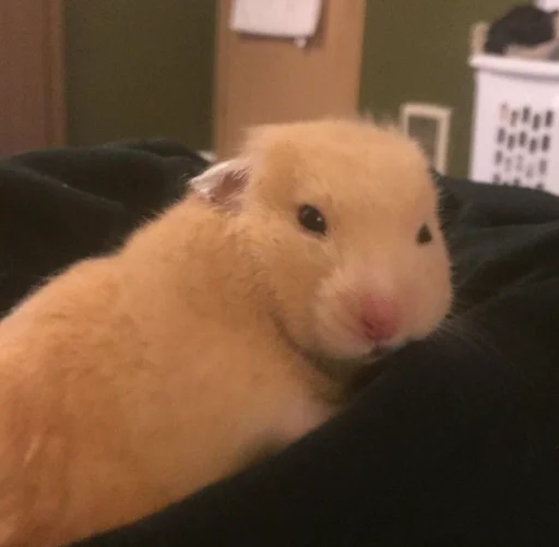 🐹 Стикер «Hamster Kiana» для Telegram