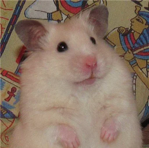 🐹 Стикер «Hamster Kiana» для Telegram