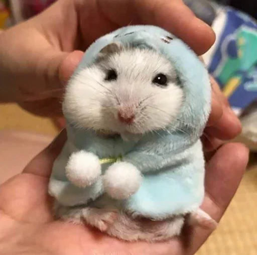 🐹 Стикер «Hamster Kiana» для Telegram