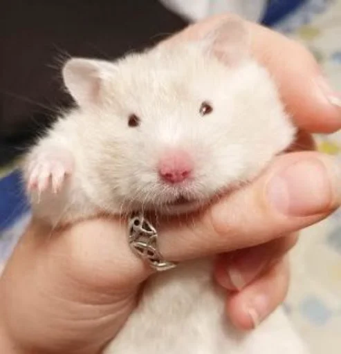 🐹 Стикер «Hamster Kiana» для Telegram