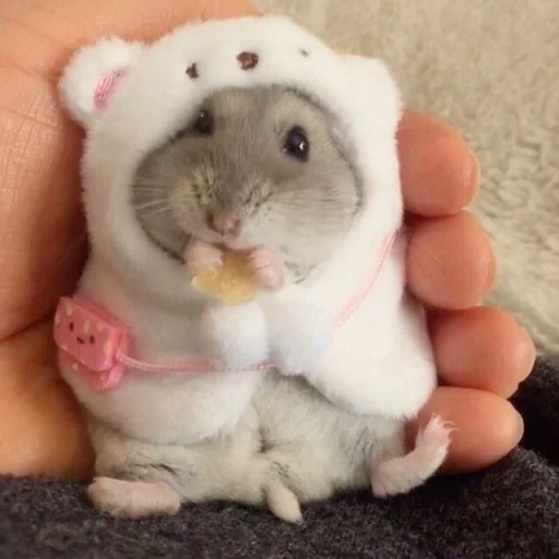 🐹 Стикер «Hamster Kiana» для Telegram