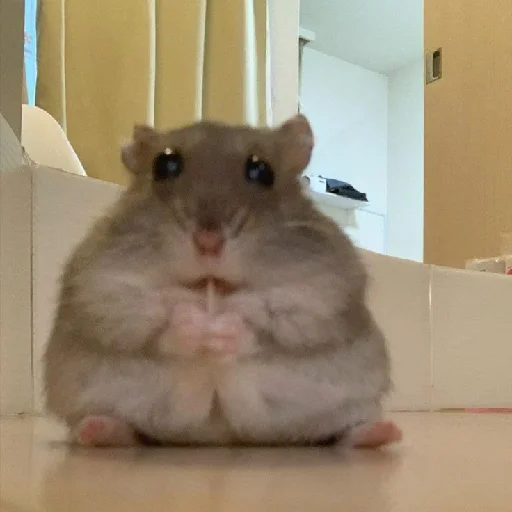 🐹 Стикер «Hamsters» для Telegram