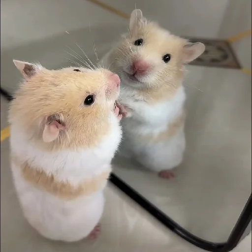 🐹 Стикер «Hamsters» для Telegram