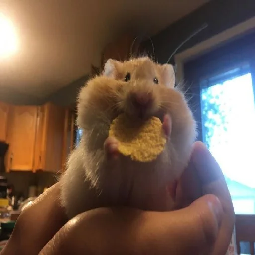 🐹 Стикер «Hamsters» для Telegram