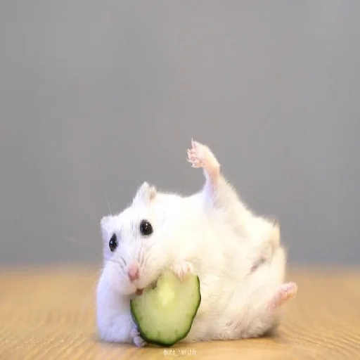 🐹 Стикер «Hamsters» для Telegram
