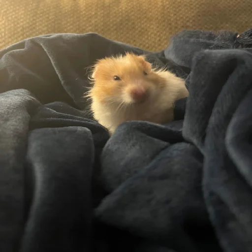 🐹 Стикер «Hamsters» для Telegram