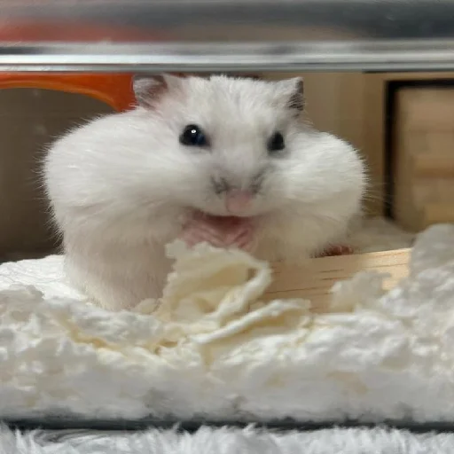 🐹 Стикер «Hamsters» для Telegram
