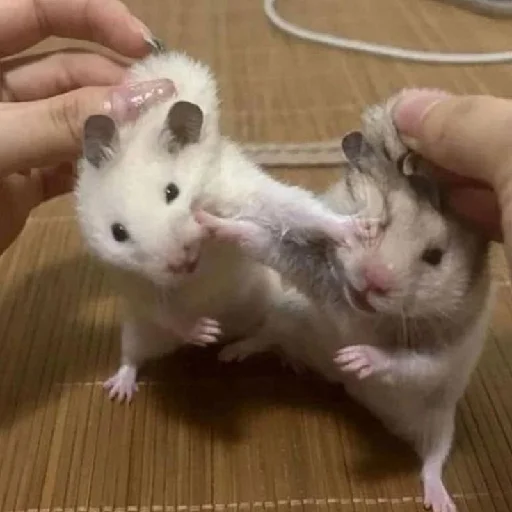 🐹 Стикер «Hamsters» для Telegram