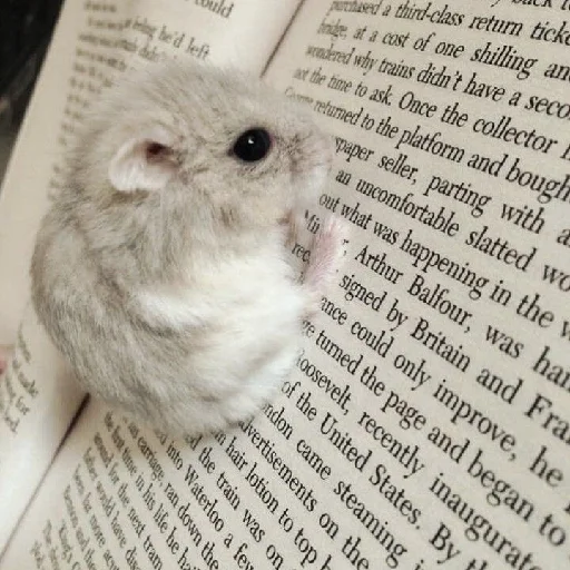 🐹 Стикер «Hamsters» для Telegram