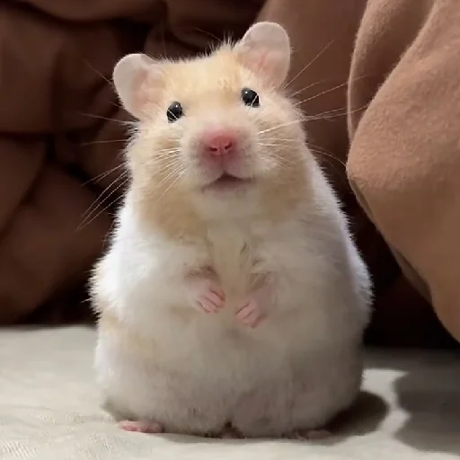 🐹 Стикер «Hamsters» для Telegram