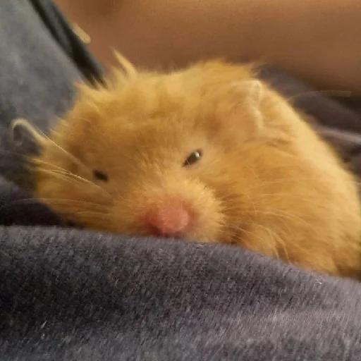 🐹 Стикер «Hamsters» для Telegram