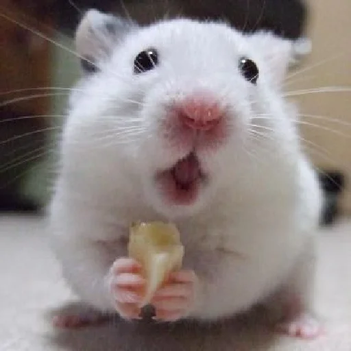 🐹 Стикер «Hamsters» для Telegram