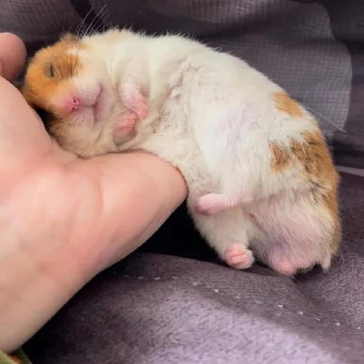 🐹 Стикер «Hamsters» для Telegram