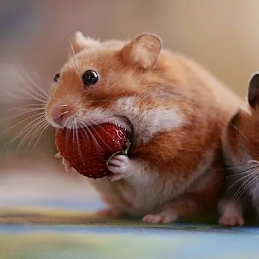 🐹 Стикер «Hamsters» для Telegram