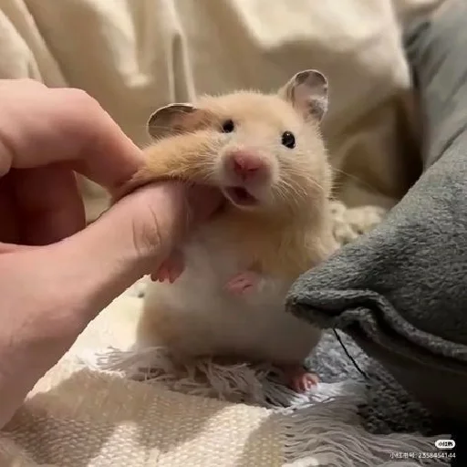 🐹 Стикер «Hamsters» для Telegram