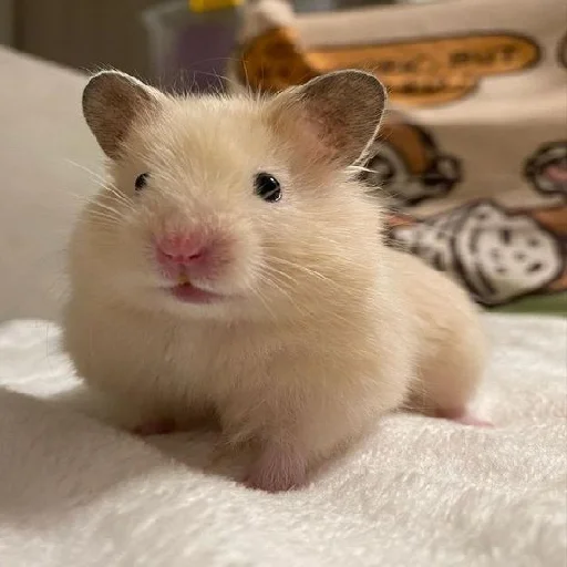 🐹 Стикер «Hamsters» для Telegram