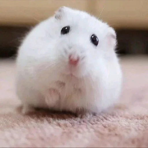 🐹 Стикер «Hamsters» для Telegram