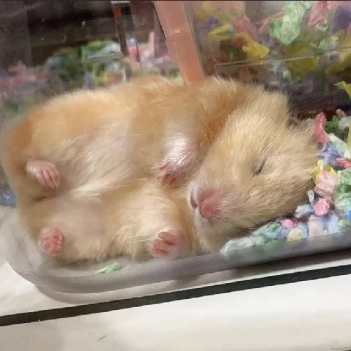 🐹 Стикер «Hamsters» для Telegram