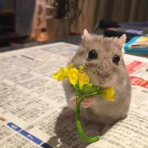 🐹 Стикер «Hamsters» для Telegram