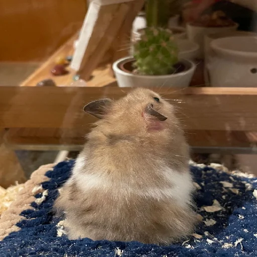 🐹 Стикер «Hamsters» для Telegram