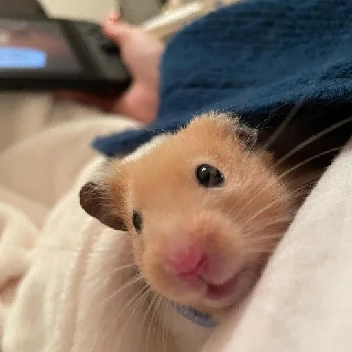 🐹 Стикер «Hamsters» для Telegram