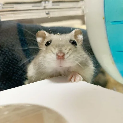 🐹 Стикер «Hamsters» для Telegram