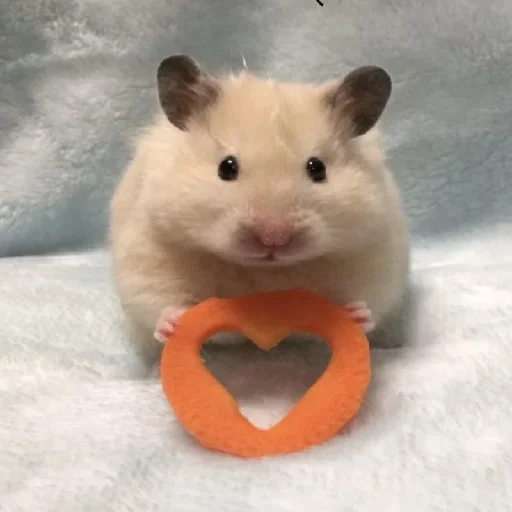 🐹 Стикер «Hamsters» для Telegram