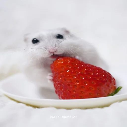 🐹 Стикер «Hamsters» для Telegram