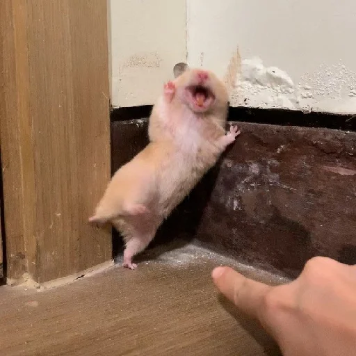 🐹 Стикер «Hamsters» для Telegram