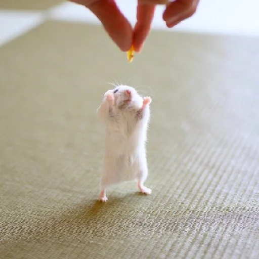 🐹 Стикер «Hamsters» для Telegram