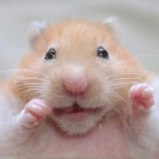 🐹 Стикер «Hamsters» для Telegram