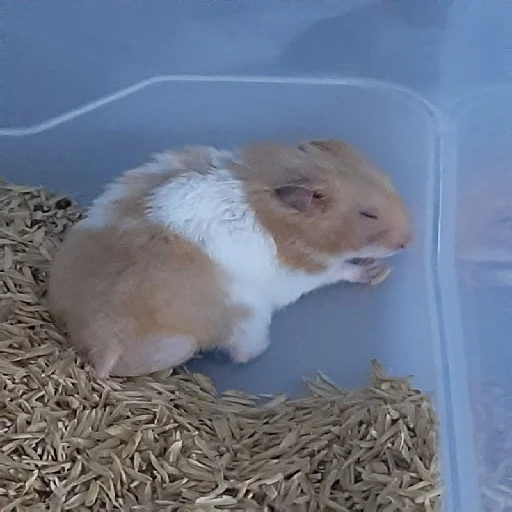 🐹 Стикер «Hamsters» для Telegram