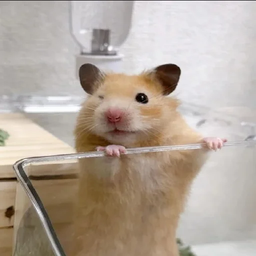 🐹 Стикер «Hamsters» для Telegram