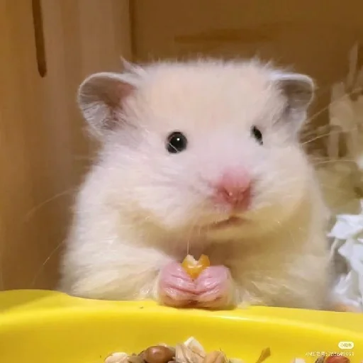 🐹 Стикер «Hamsters» для Telegram
