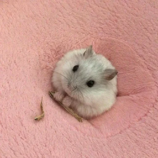 🐹 Стикер «Hamsters» для Telegram