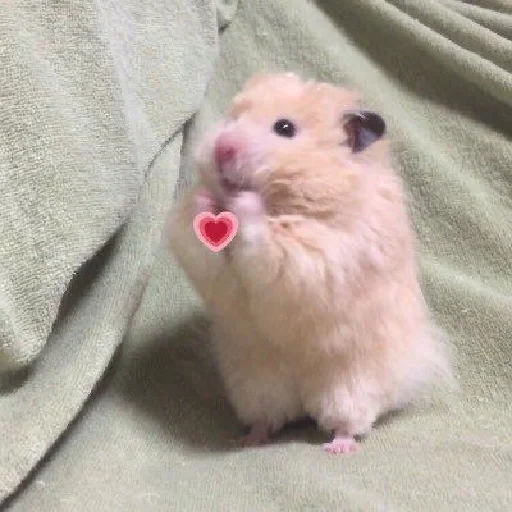 🐹 Стикер «Hamsters» для Telegram