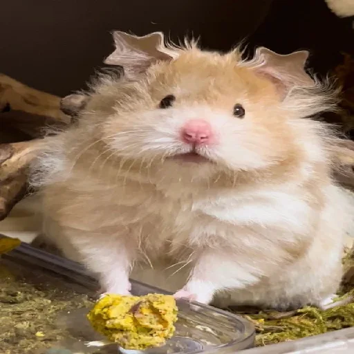 🐹 Стикер «Hamsters» для Telegram