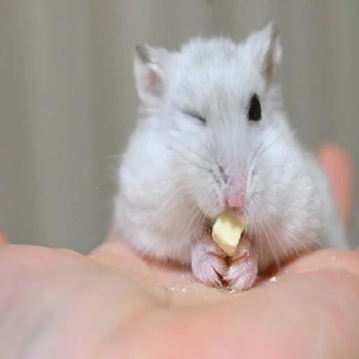 🐹 Стикер «Hamsters» для Telegram