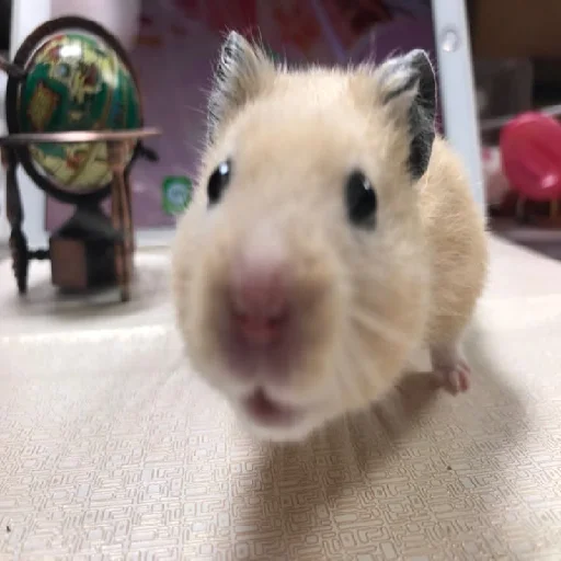 🐹 Стикер «Hamsters» для Telegram